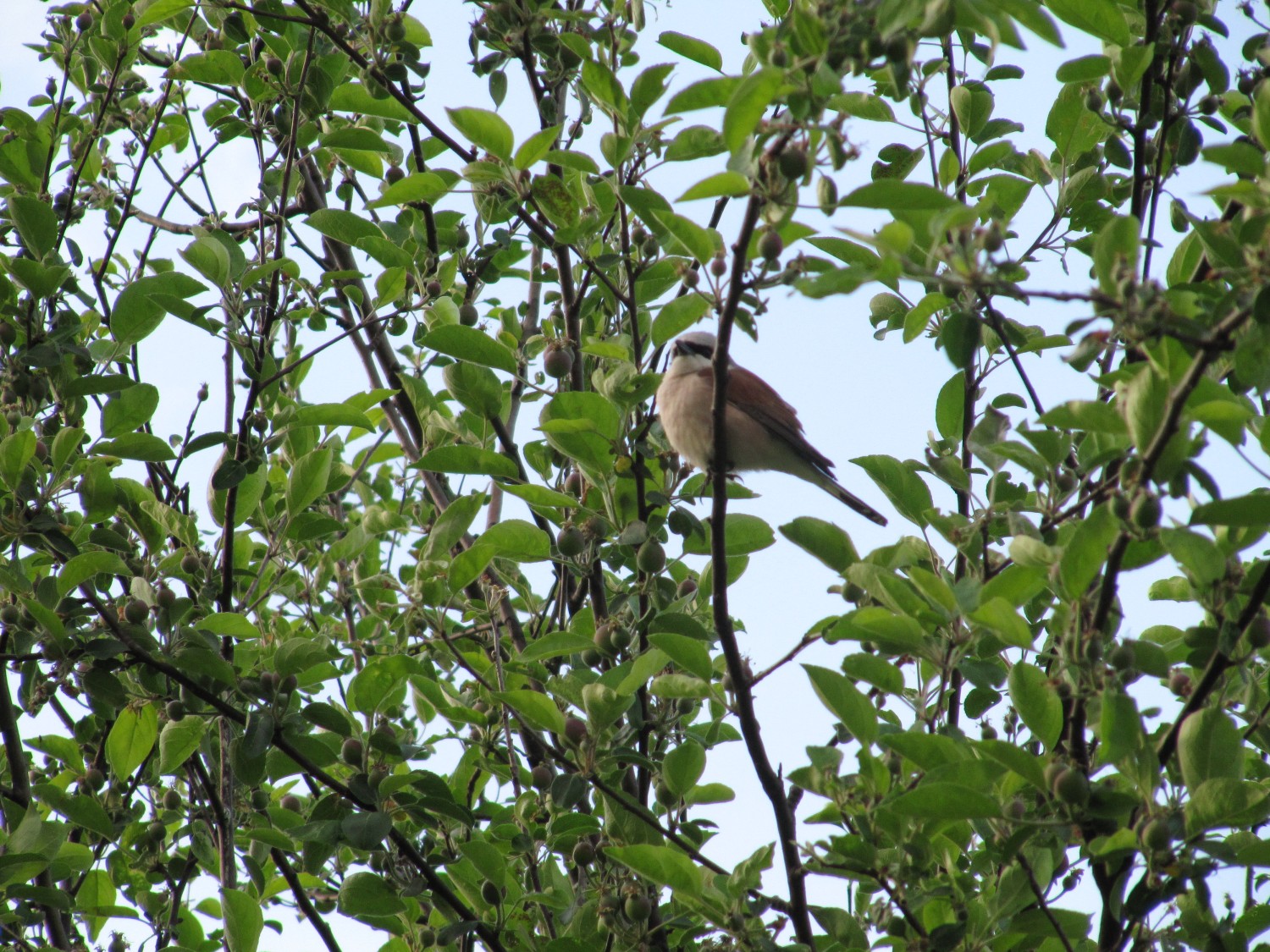 IMG_8442.jpg
