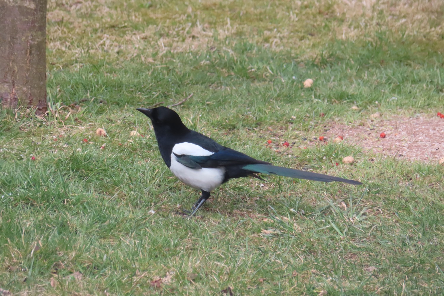 IMG_1909.JPG