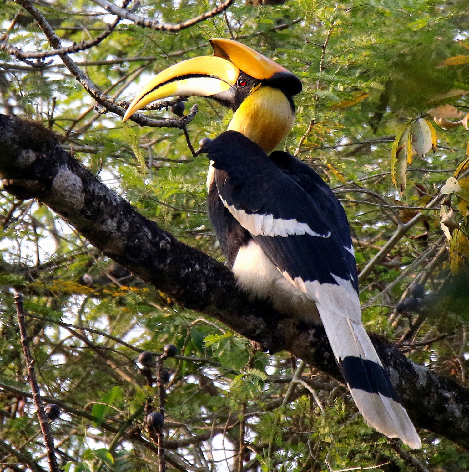 Great Hornbill.1JPG.JPG
