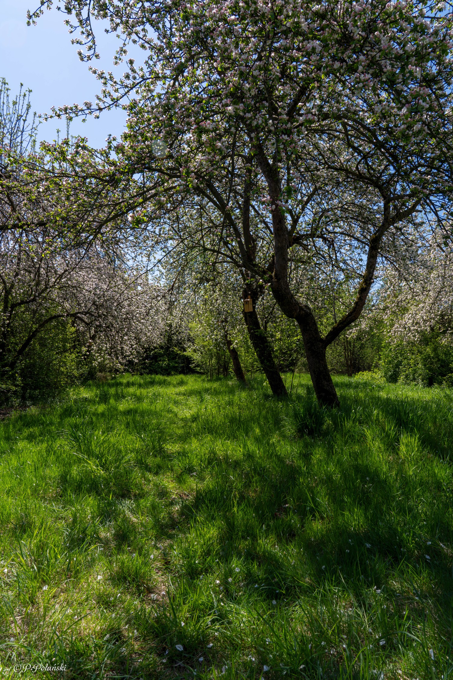 DSC03344-Poprawione-Szum.jpg