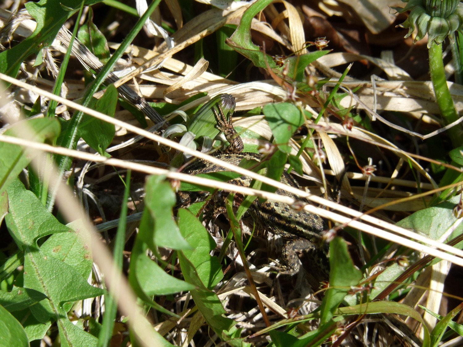 P1100481.JPG