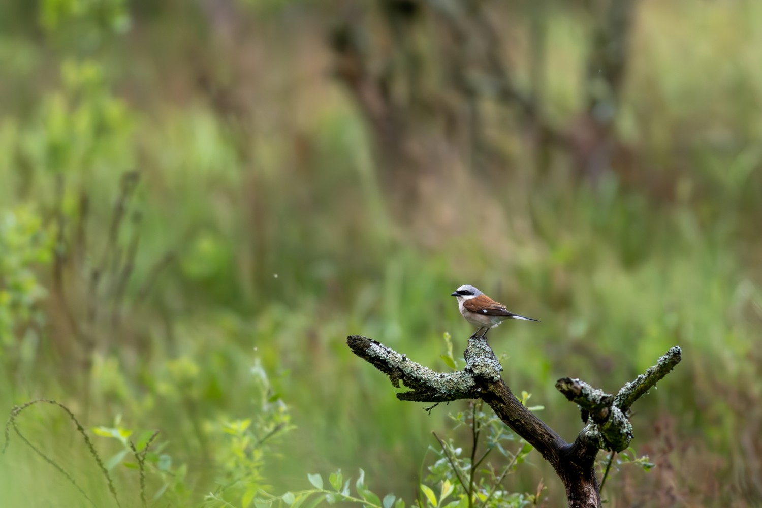 _W4A9437-Poprawione-Szum.jpg