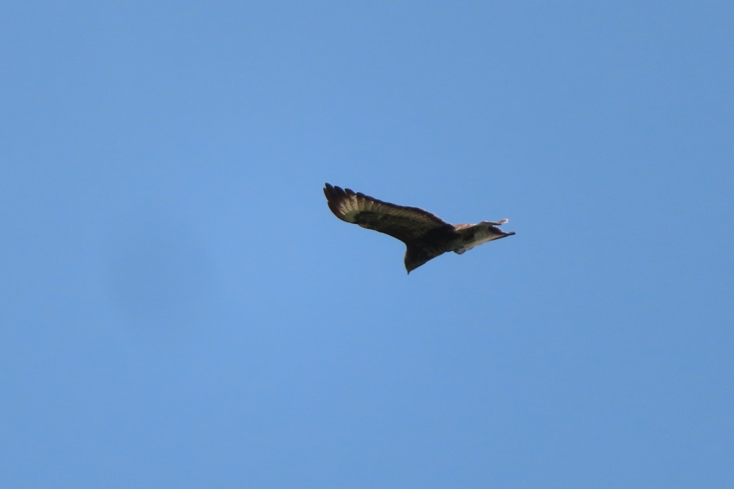 IMG_3463.JPG