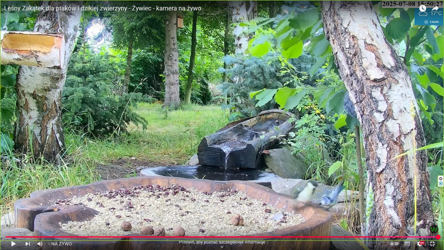 08.07.25 potyczka bogatki z modraszką.png