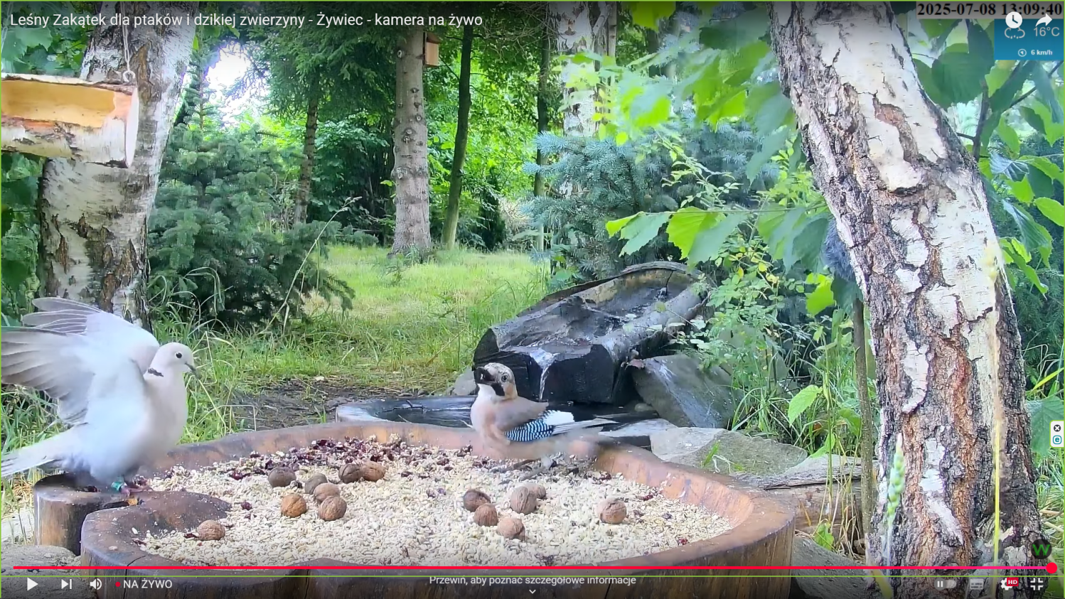 atak sierpówki na sójkę, a potem gest obronny obrączka a sójka cos tam próbuje oponować.png