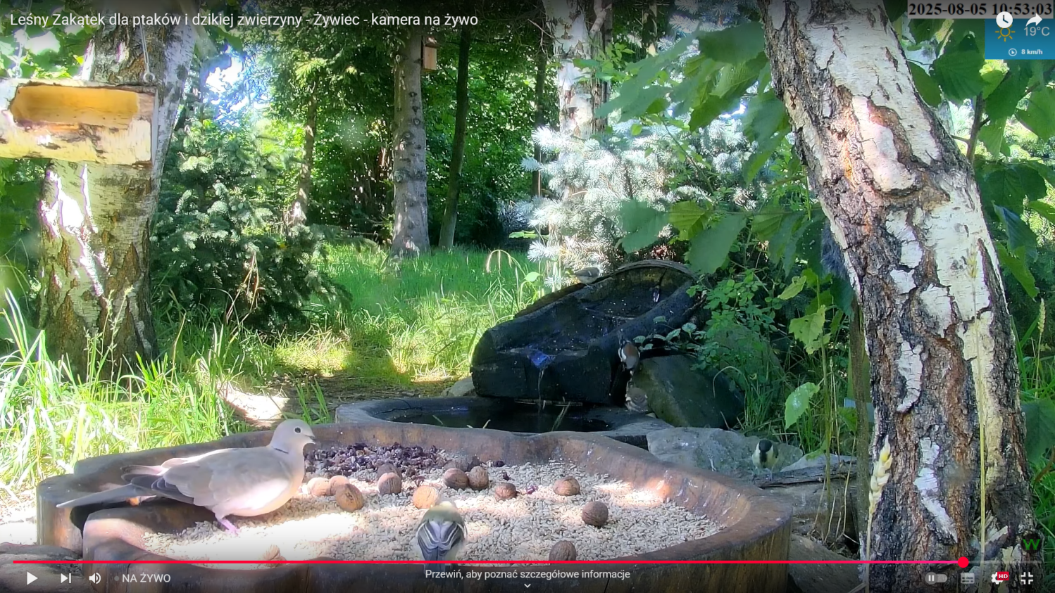 05.08.2025 piekne karmienie zięb.png
