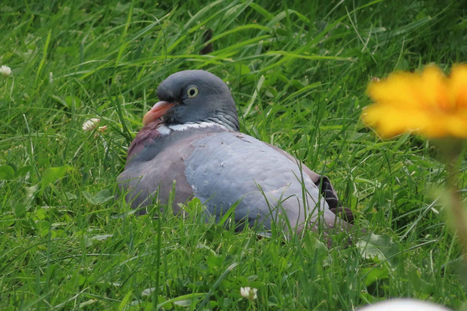 IMG_4848.JPG