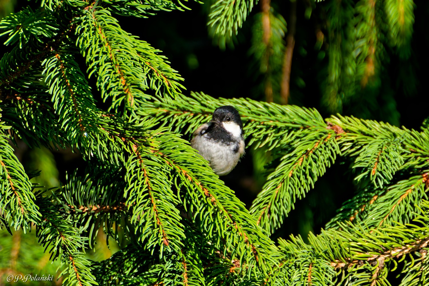 DSC03590_DxO.jpg