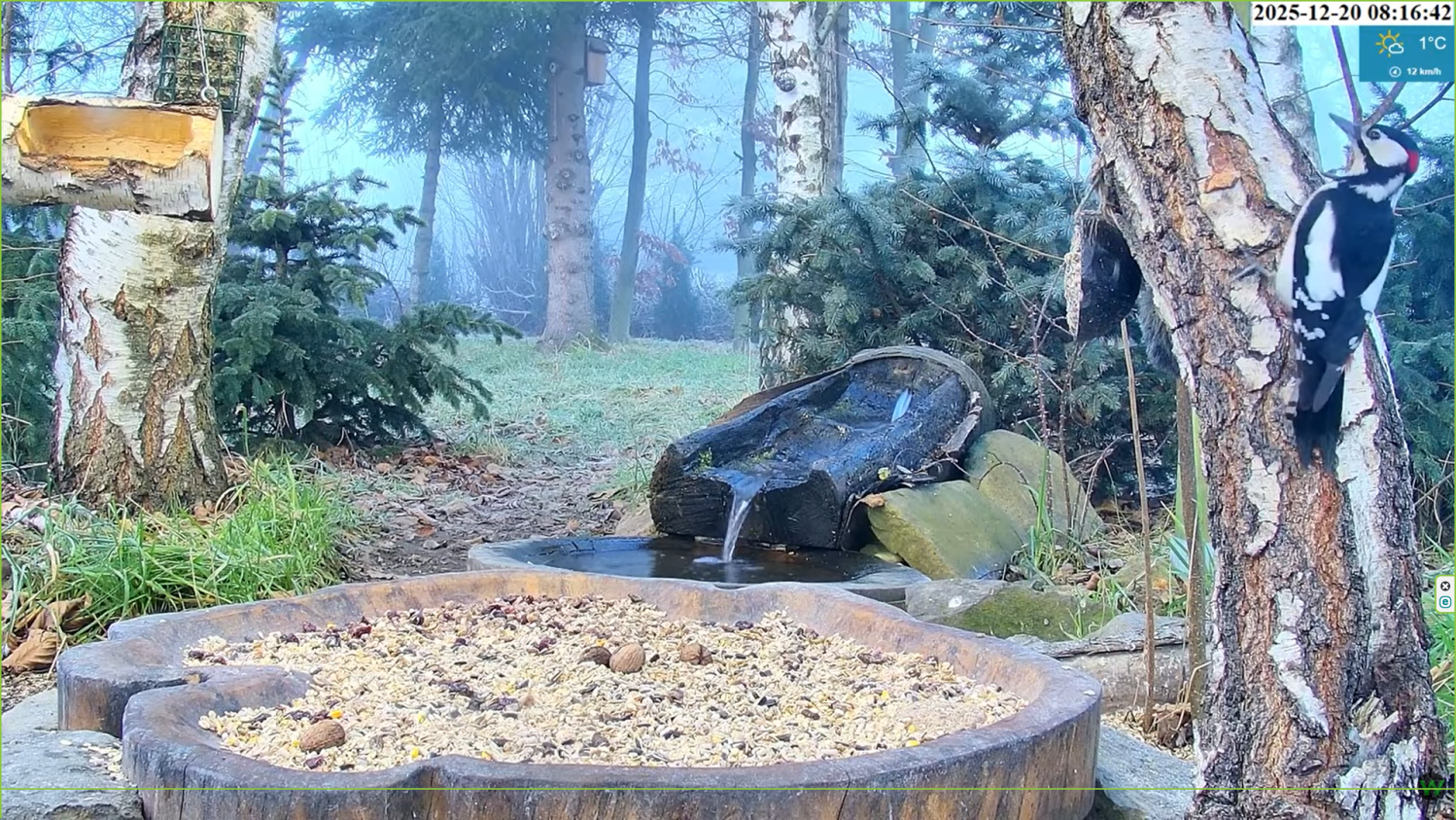 20.12.2025 dzięcioł na brzozie.png