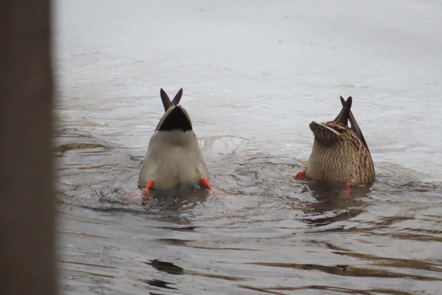 IMG_5800.JPG