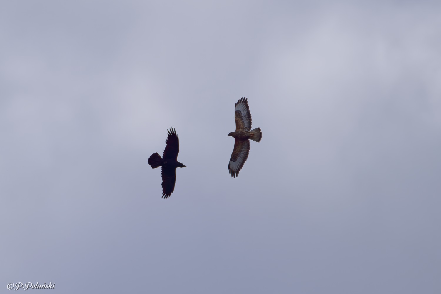 DSC04693_DxO.jpg