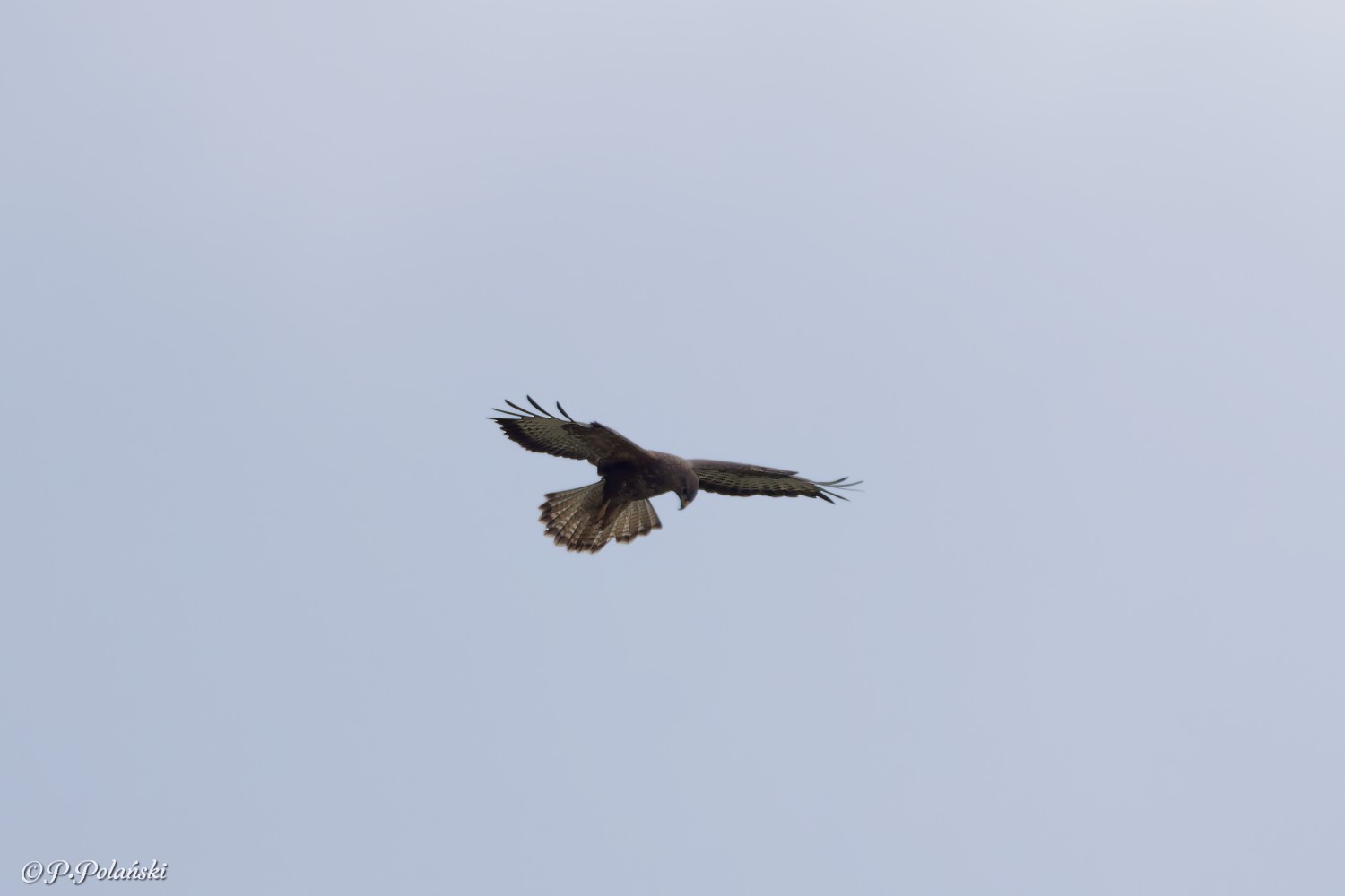 DSC04745_DxO.jpg