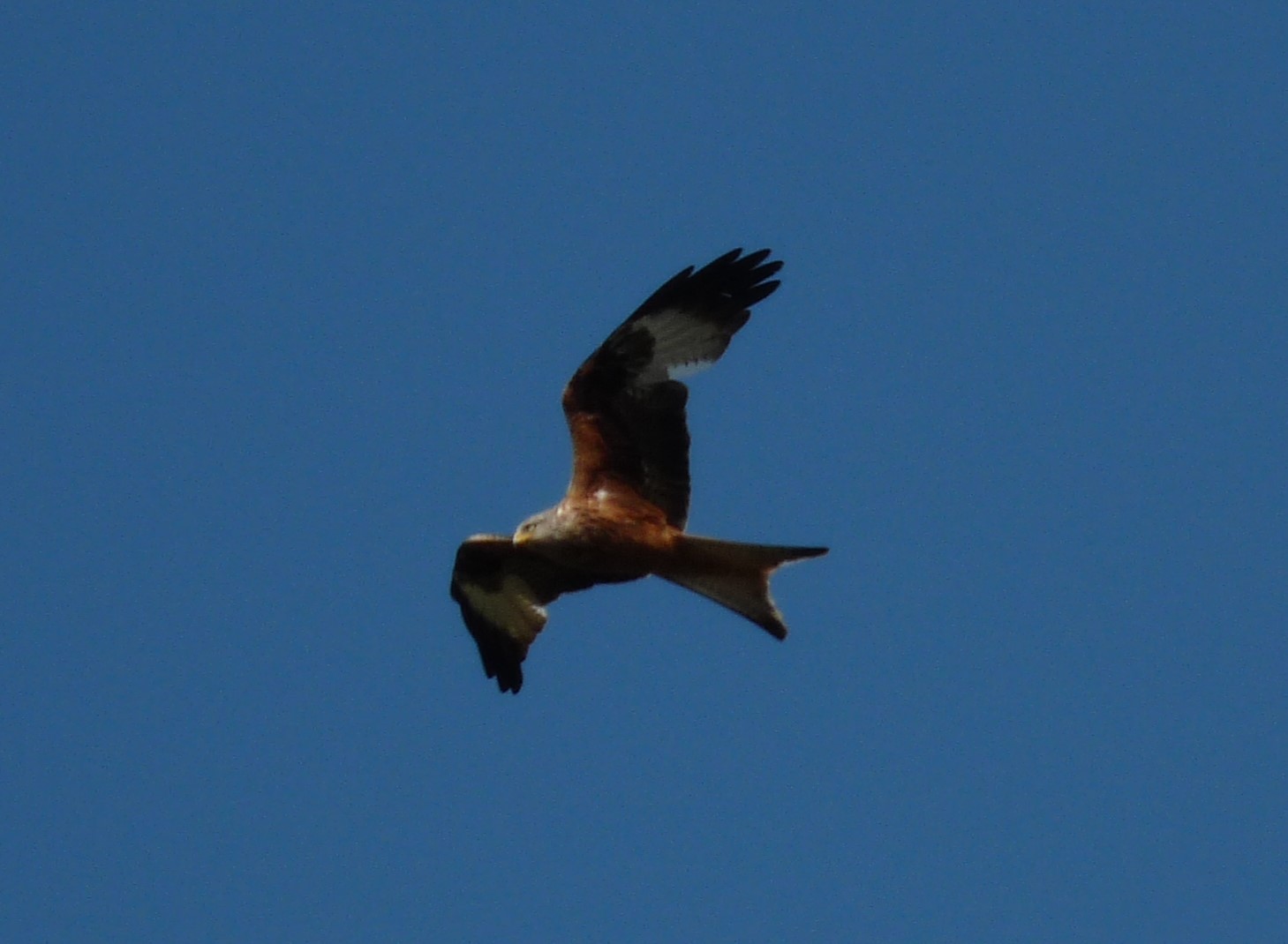 P1120519.JPG