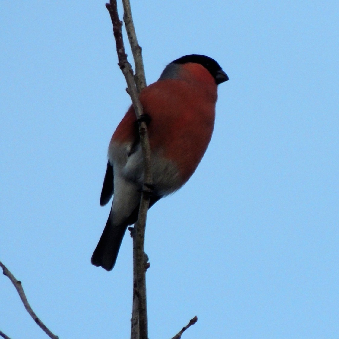 Lady Red