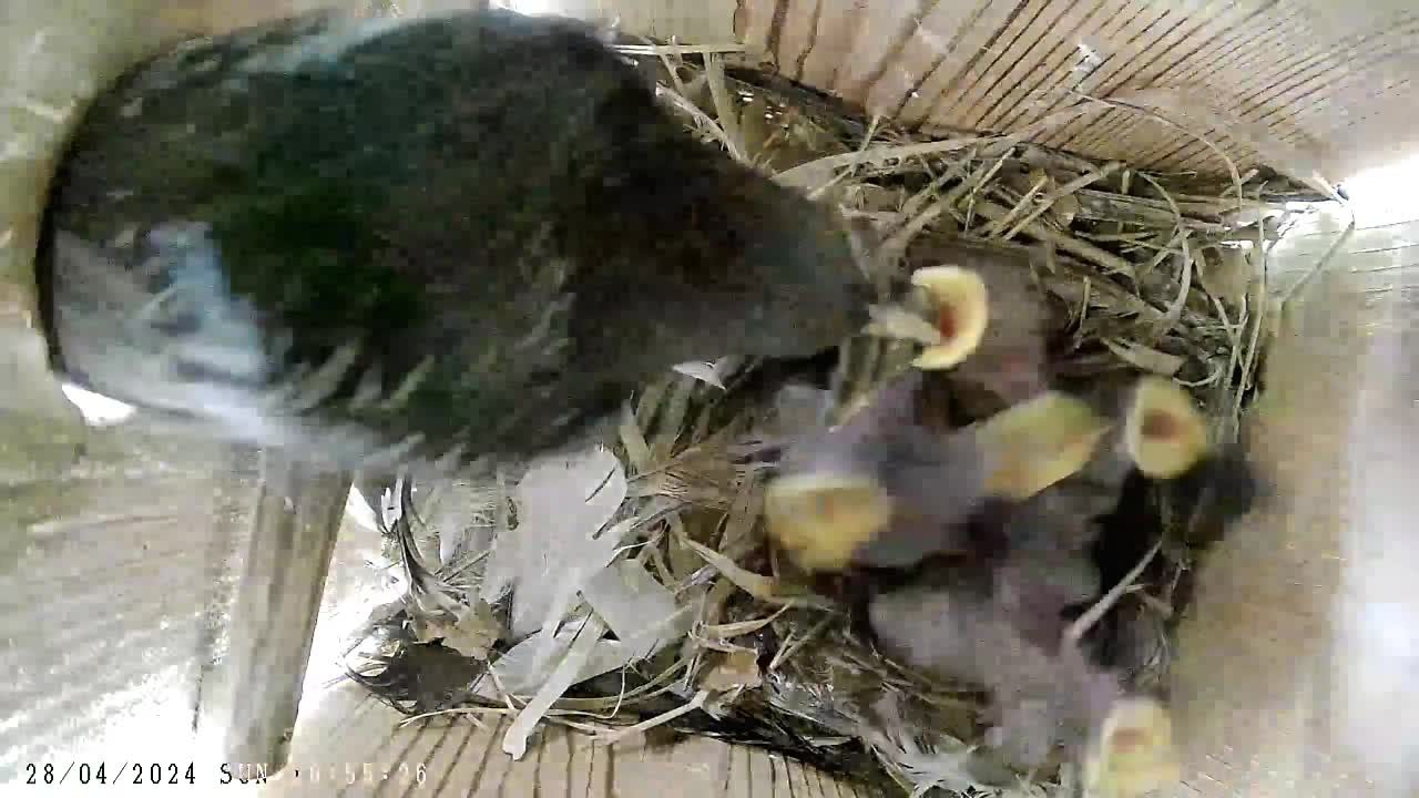 Video