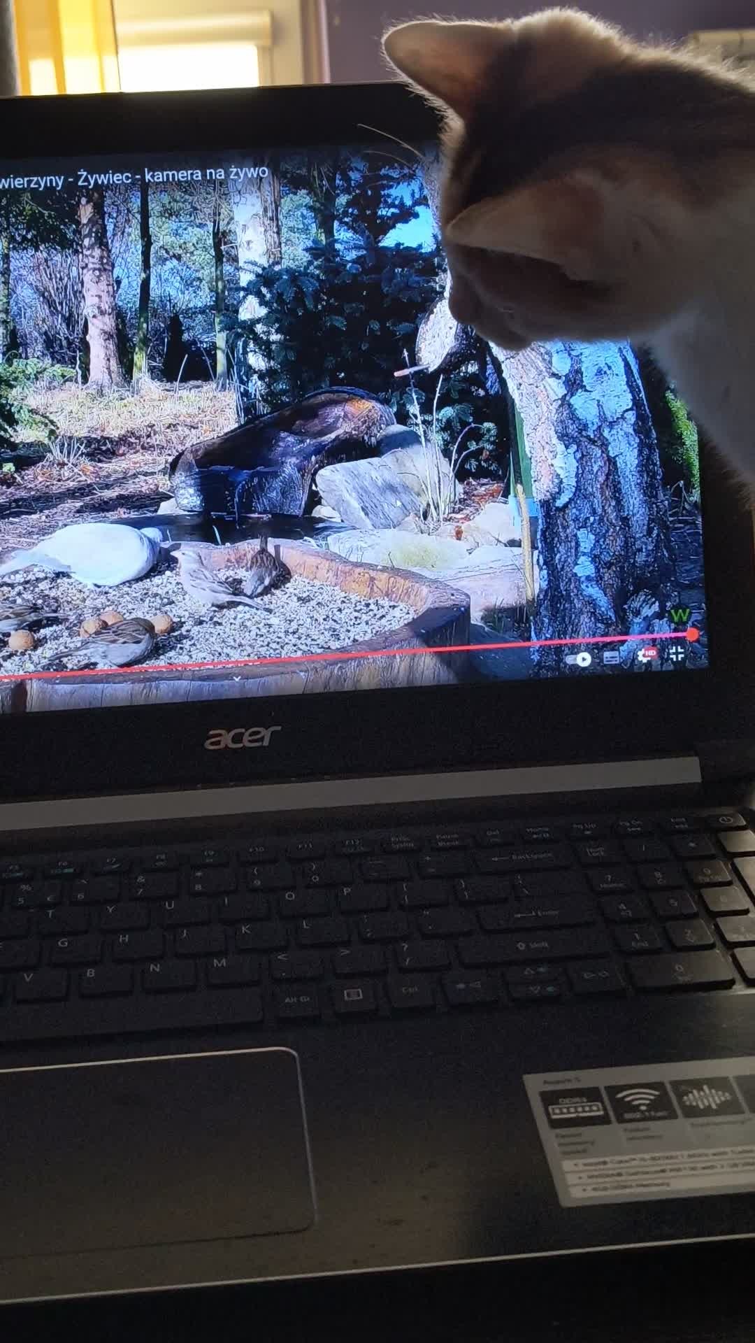 Video