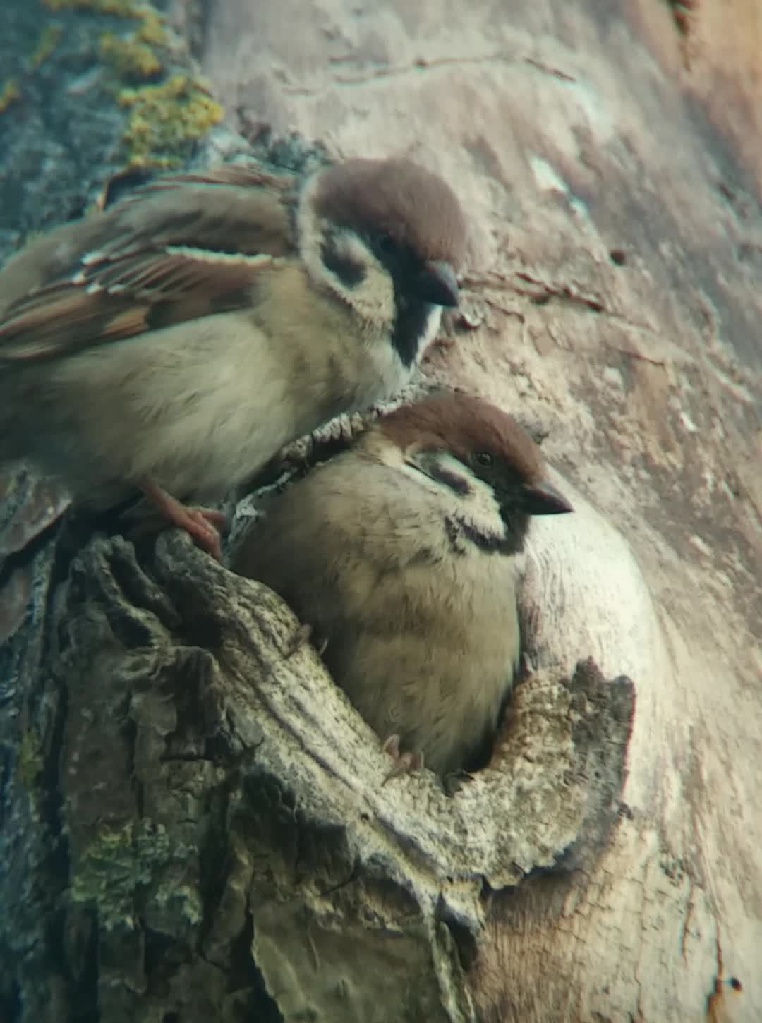 Video