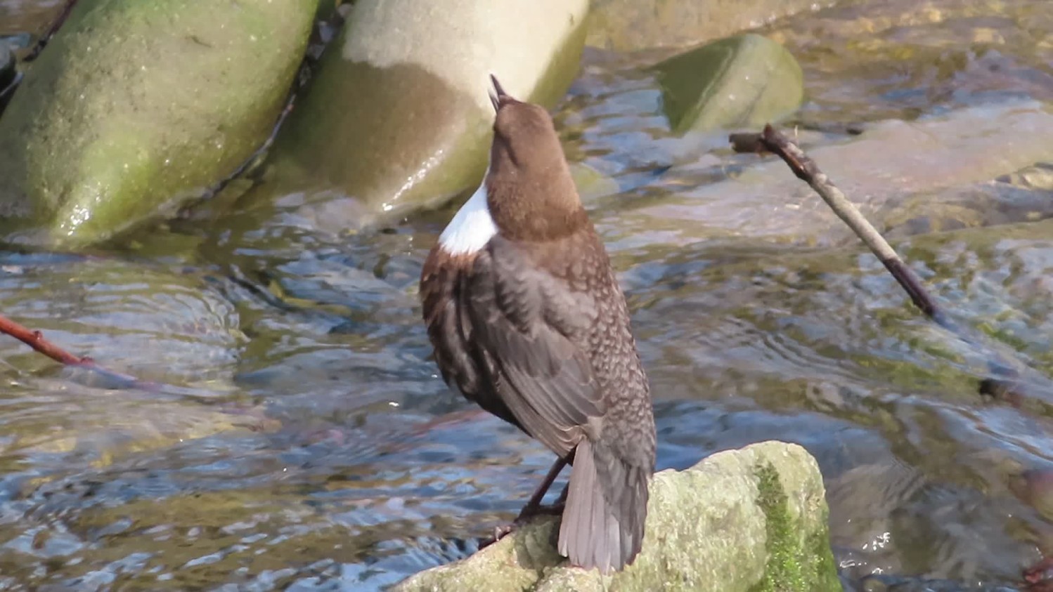 Video